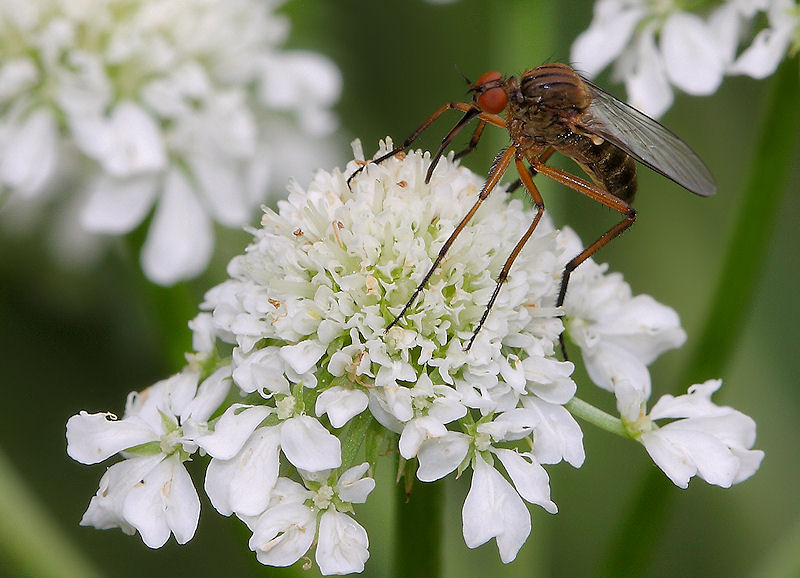 Empis cf. livida F (Empididae)